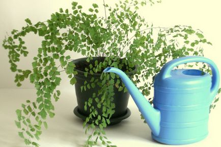 Полив кімнатних рослин вибір води і основні способи