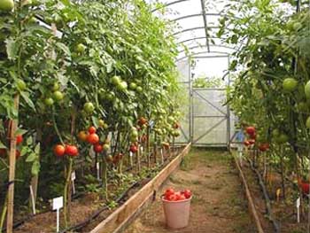 Помідори, сорти і гібриди томатів для посіву на розсаду