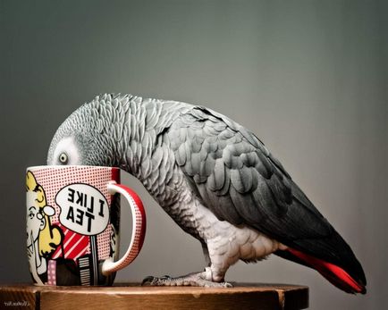 Папуга жако - чарівний красень