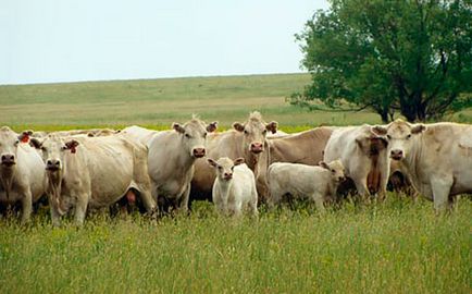 Порода корів ауліекольская, ауліекольскіе корови, auliekol cattle, auliekol сows
