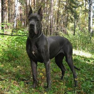 Câine germană de câine, descrierea rasei, standarde de mare daneză