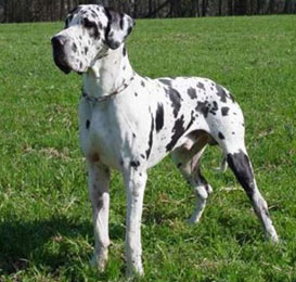 Câine germană de câine, descrierea rasei, standarde de mare daneză
