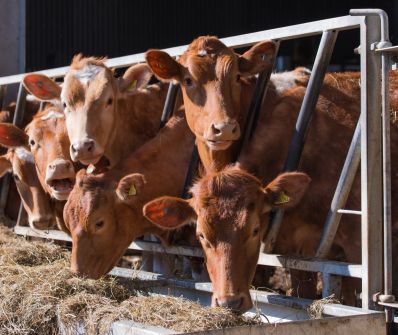 Specii de bovine de vita, recomandate pentru cresterea in Kazahstan