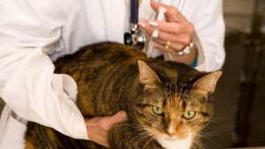 Sindromul postinjecțional la pisici, stomatologie veterinară