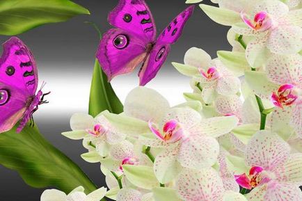 Megfelelő gondoskodás orchideák