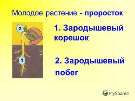 Презентація на тему перевірка домашнього завдання вірно твердження до допомагає рослині залишити