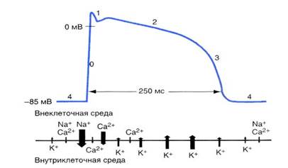 Причина та механізм автоматизму серця - студопедія