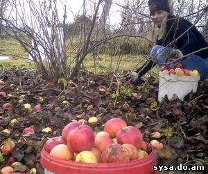 Grădina coroanei - pomul fructifer de măr