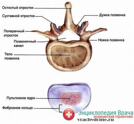 Protruzia discului intervertebral al coloanei vertebrale cervicale, lombare