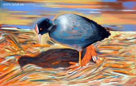 Birdie, pastel, tragem în etape - blog - blog al artistului plânsului Irina