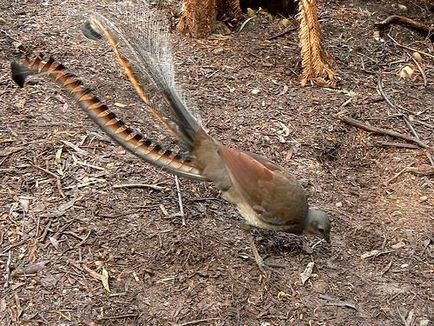 Bird lantfarkúmadár-félék - master hangutánzó