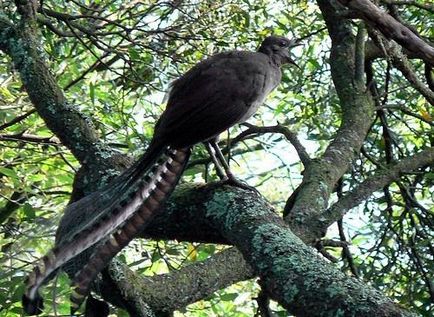 Bird lantfarkúmadár-félék - master hangutánzó