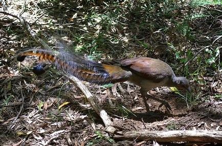 Bird of Lyrebird - maestru al onomatopoeiei