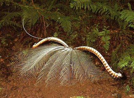 Bird of Lyrebird - maestru al onomatopoeiei