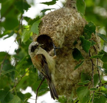 Bird sármány Remez fotó, leírás, a tartalom fogságban