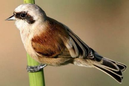 Bird sármány Remez fotó, leírás, a tartalom fogságban