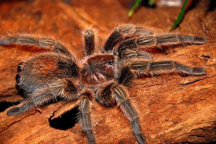 Păsări de curte, boli de păianjeni de tarantule, dehidratare foto, moartea păianjenilor, răni de vânătăi, acarieni,