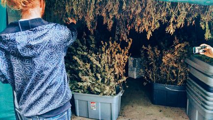 Робота на фермі марихуани в каліфорнії, досвід Марусі