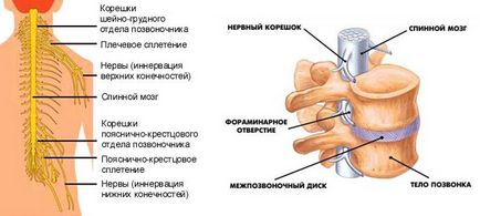 Radiculită, simptome cervicale, toracice, lombosacrale și tratament