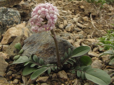 Planta valerian, seara si rosie, descriere, fotografie