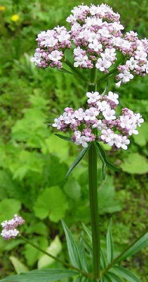 Planta valerian, seara si rosie, descriere, fotografie