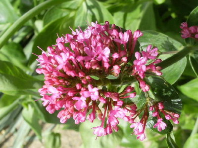 Planta valerian, seara si rosie, descriere, fotografie