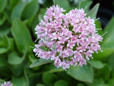 Planta valerian, seara si rosie, descriere, fotografie