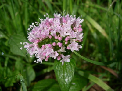 Planta valerian, seara si rosie, descriere, fotografie