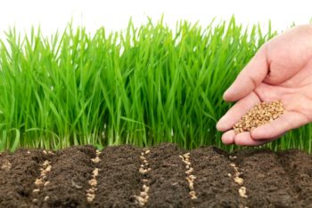Plante-siderate în agricultură cum să crească fertilitatea solului cu ajutorul amarantului