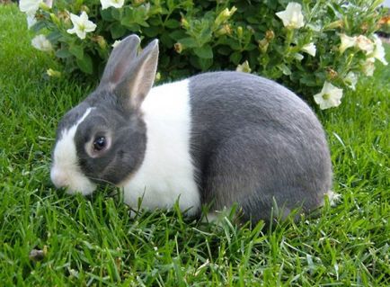 Раціон харчування кролика в день в домашніх умовах