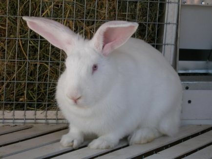 Раціон харчування кролика в день в домашніх умовах