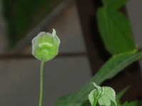 Reproducerea lui Abutilon, flori de interior