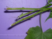 Szaporodás Abutilon, cserepes növényeket (szaporodás) A szaporodási selyemmályva, cserepes növények