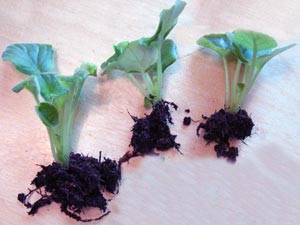 Розмноження фіалки діленням куща, насінням, квітконосом