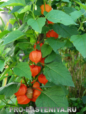 Reproducerea Physalis