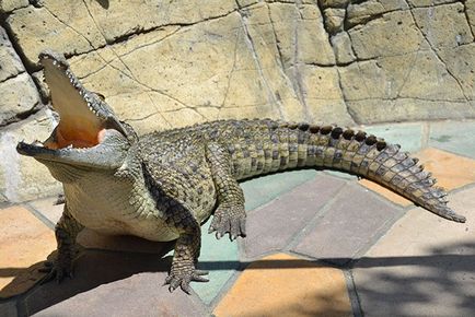 Creșterea crocodililor în Rusia