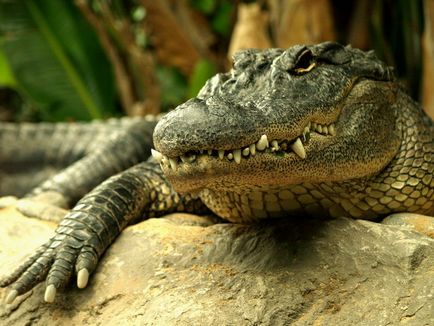 Розведення крокодилів в росії
