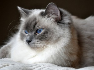 Ragdoll rasa de pisici - pisica de fosile