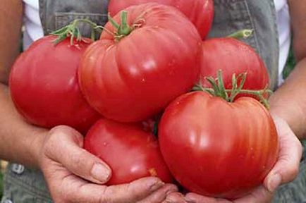 Рекордний урожай томатів