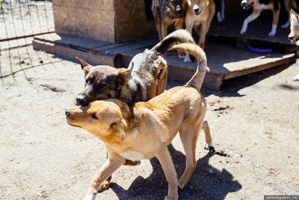 Felülvizsgálata, hogy a pont a túlzott kóbor kutyák „véletlen”