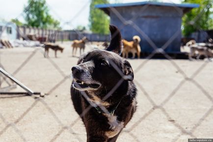 Ревізія як влаштований пункт перетримки безпритульних собак «шанс»