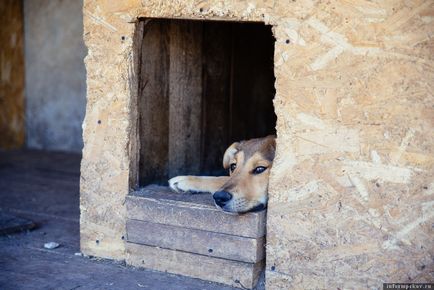 Ревізія як влаштований пункт перетримки безпритульних собак «шанс»