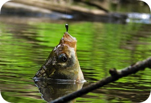 Pescuit în vara pentru mormyshku-preda pescuitul corect