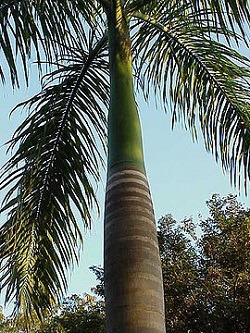 Roystoneya, sau palmierul regal
