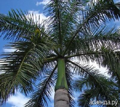 Roystoneya, sau palmierul regal