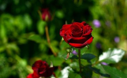 Роза чорна магія опис і особливості вирощування