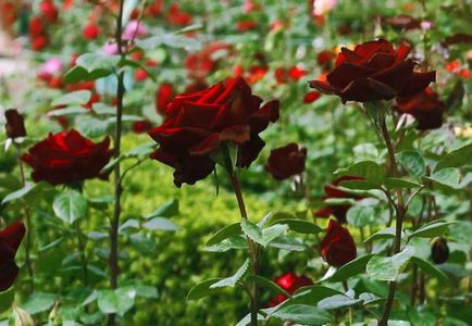 Rose descrierea magie negru și caracteristicile de cultivare