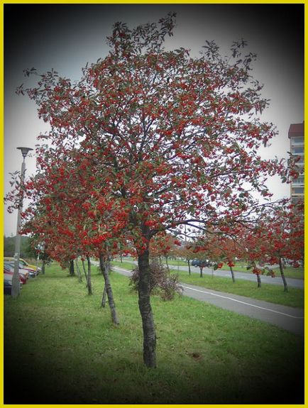 Горобина звичайна, опис, фото, сорти, умови вирощування, хвороби і шкідники