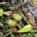 Grădini de grădină - specii, soiuri, tehnici agricole de cultivare, fotografie, plantă o grădină