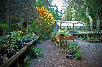 Grădini de grădină - specii, soiuri, tehnici agricole de cultivare, fotografie, plantă o grădină